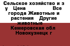 Сельское хозяйство и з/у › Цена ­ 2 500 000 - Все города Животные и растения » Другие животные   . Кемеровская обл.,Новокузнецк г.